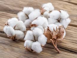 Cotton Demand Needs to Pick Up 1 Cotton