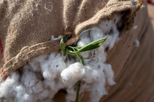 Small-Scale Farmers in Africa Increasing Focus on Biodiversity in Fight Against Effects of Climate Change 1 Focus on Biodiversity in Fight Against Effects of Climate Change