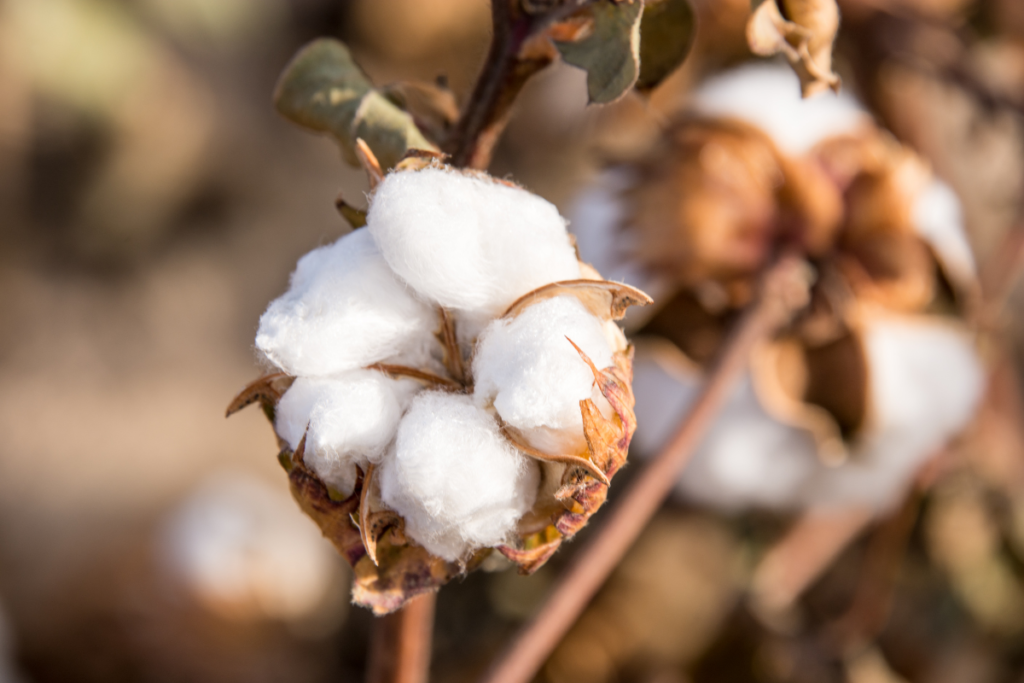 Outreach and Engagement is Essential for the Cotton Sector 1 Cotton 0768i