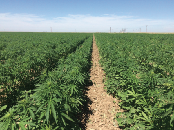 Material Spotlight: Hemp and Its Benefits 1 image 19