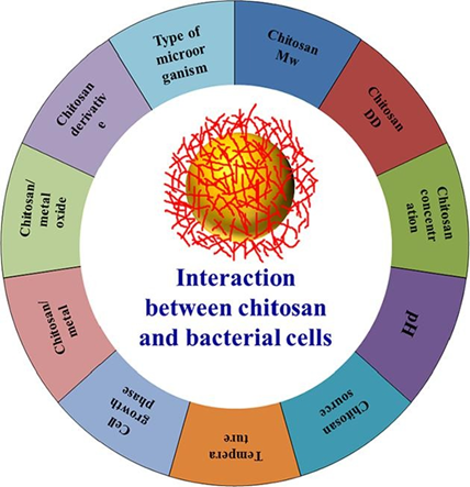Chitosan Nanoparticles for Antibacterial Textiles: Enhancing Performance and Durability 2 image 488
